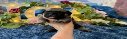 Cane Corso dogs for sale: Lily - Ad 3