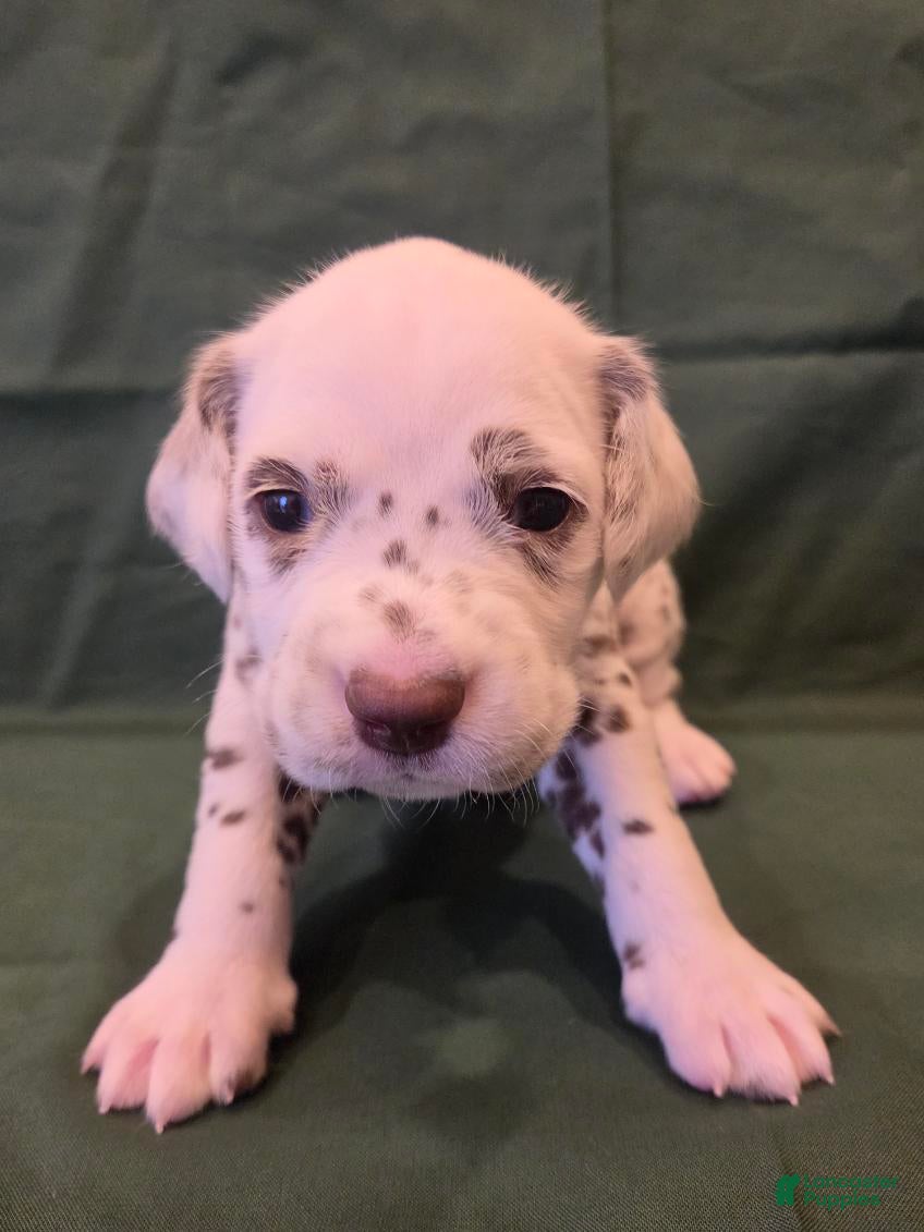 Dalmatian dogs Green - Ad 1