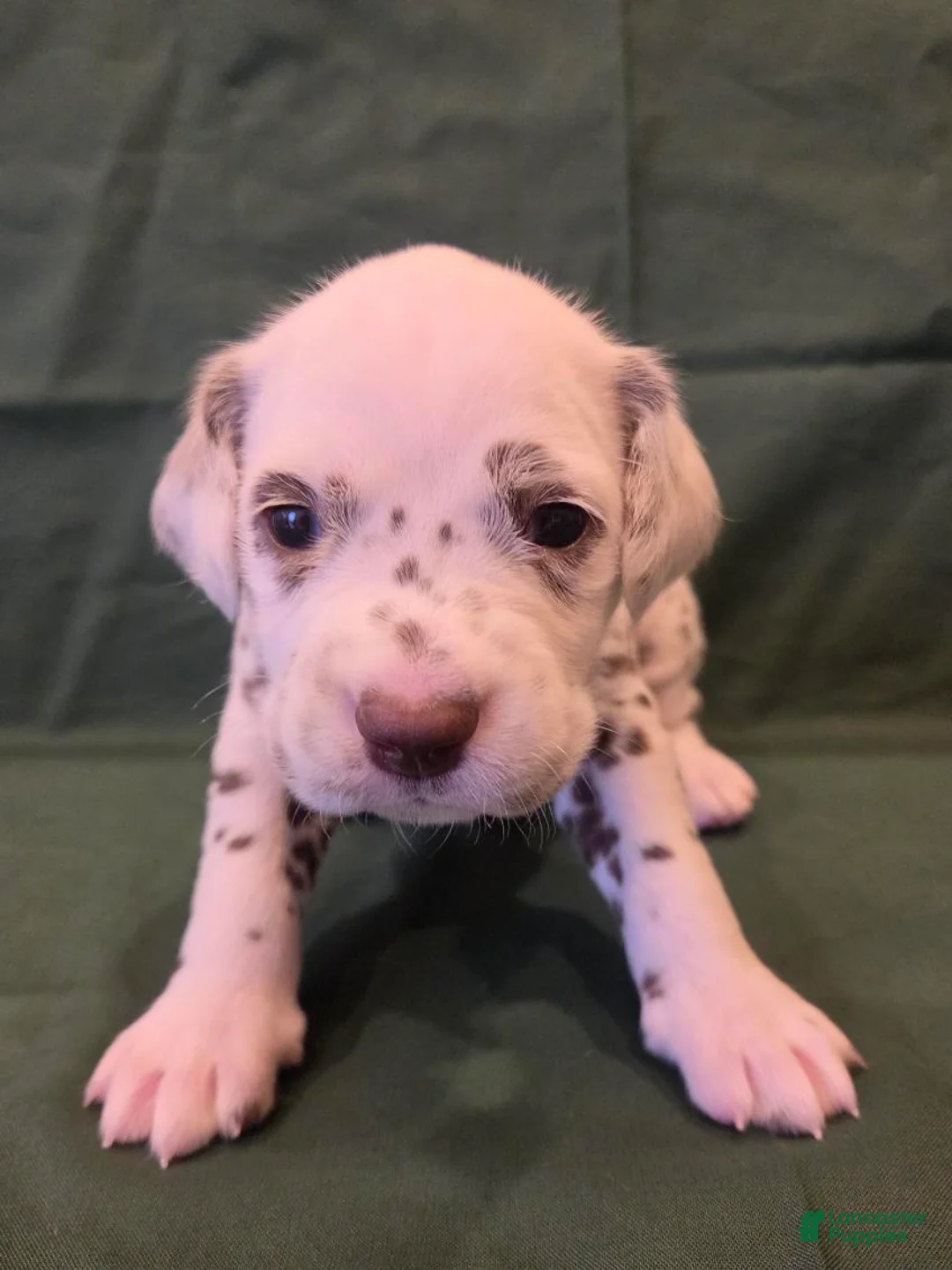 Dalmatian dogs for sale: Green - Ad 1