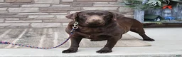 Labrador Retriever dogs for sale: Boomer - Ad 7