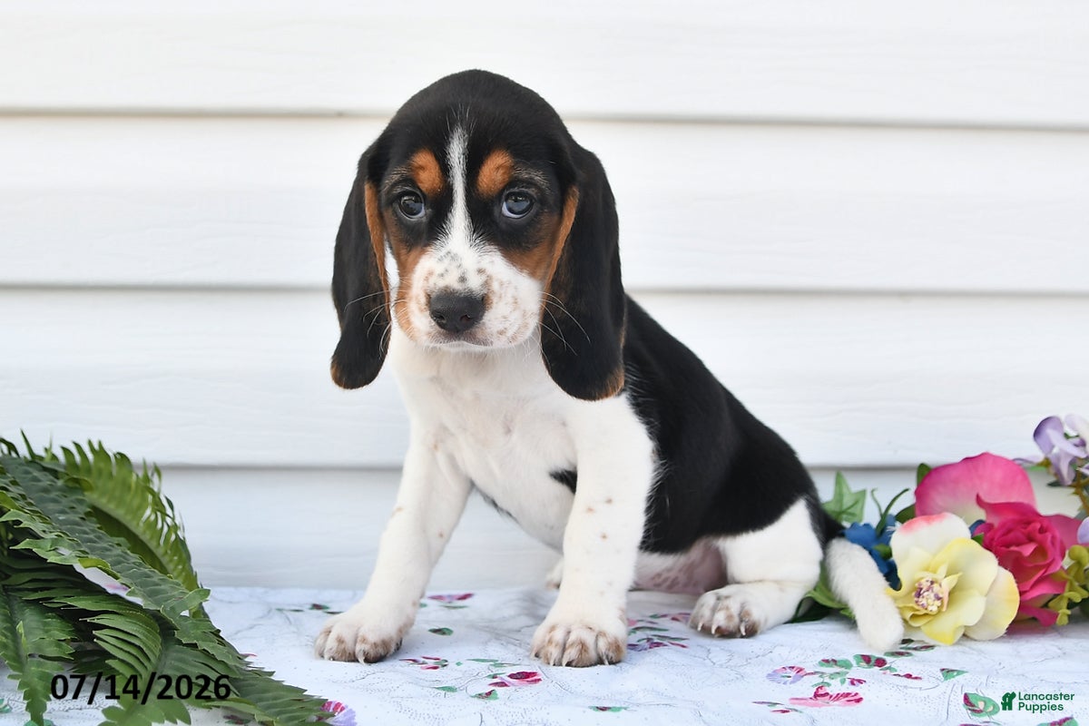 Beagle dogs Alisa - Ad 1