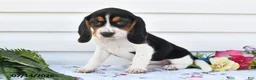 Beagle dogs for sale: Alisa - Ad 1