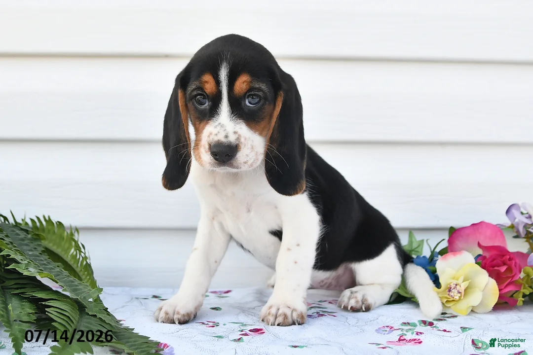 Beagle dogs for sale: Alisa - Ad 1