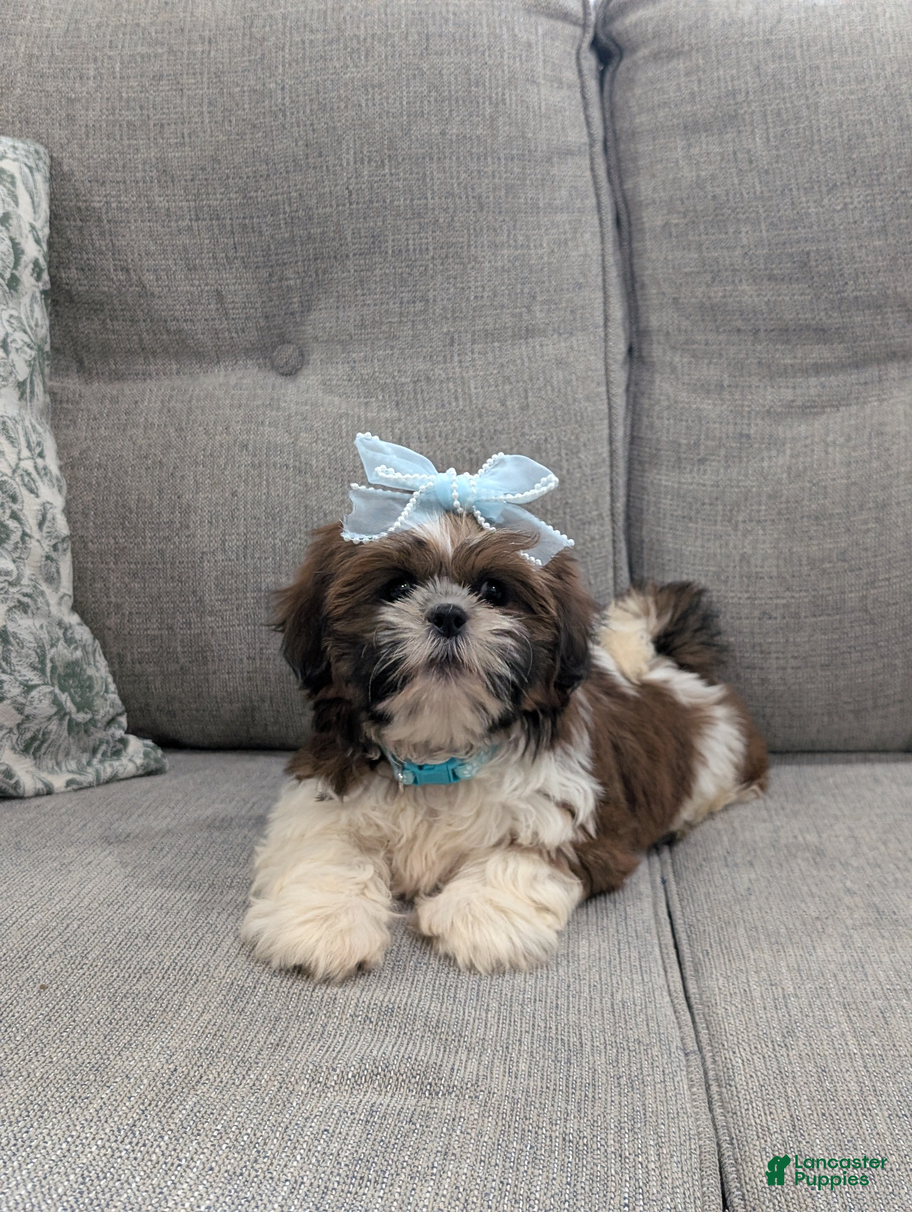Shih Tzu dogs Faya - Ad 1