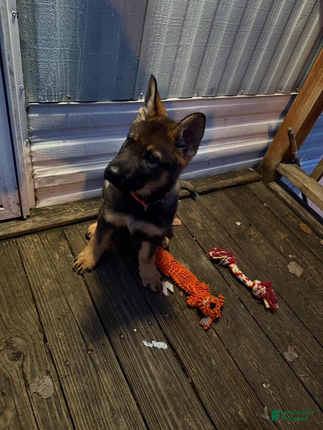 German Shepherd dogs for sale: German Shepherd Puppy 1 - Ad 3