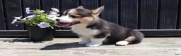 Welsh Corgi Pembroke dogs for sale: Indie - Ad 2