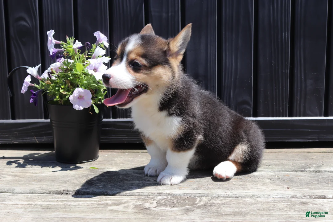 Welsh Corgi Pembroke dogs for sale: Indie - Ad 2
