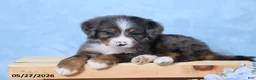 Mini Bernedoodle dogs for sale: Zonya - Ad 3