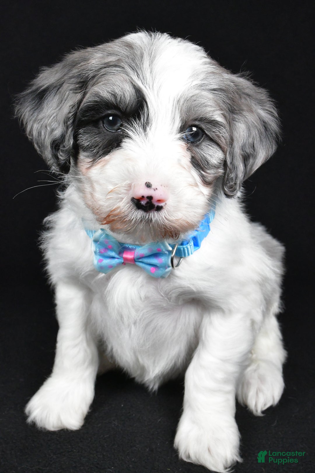 Sheepadoodle dogs for sale: Cole - Ad 7