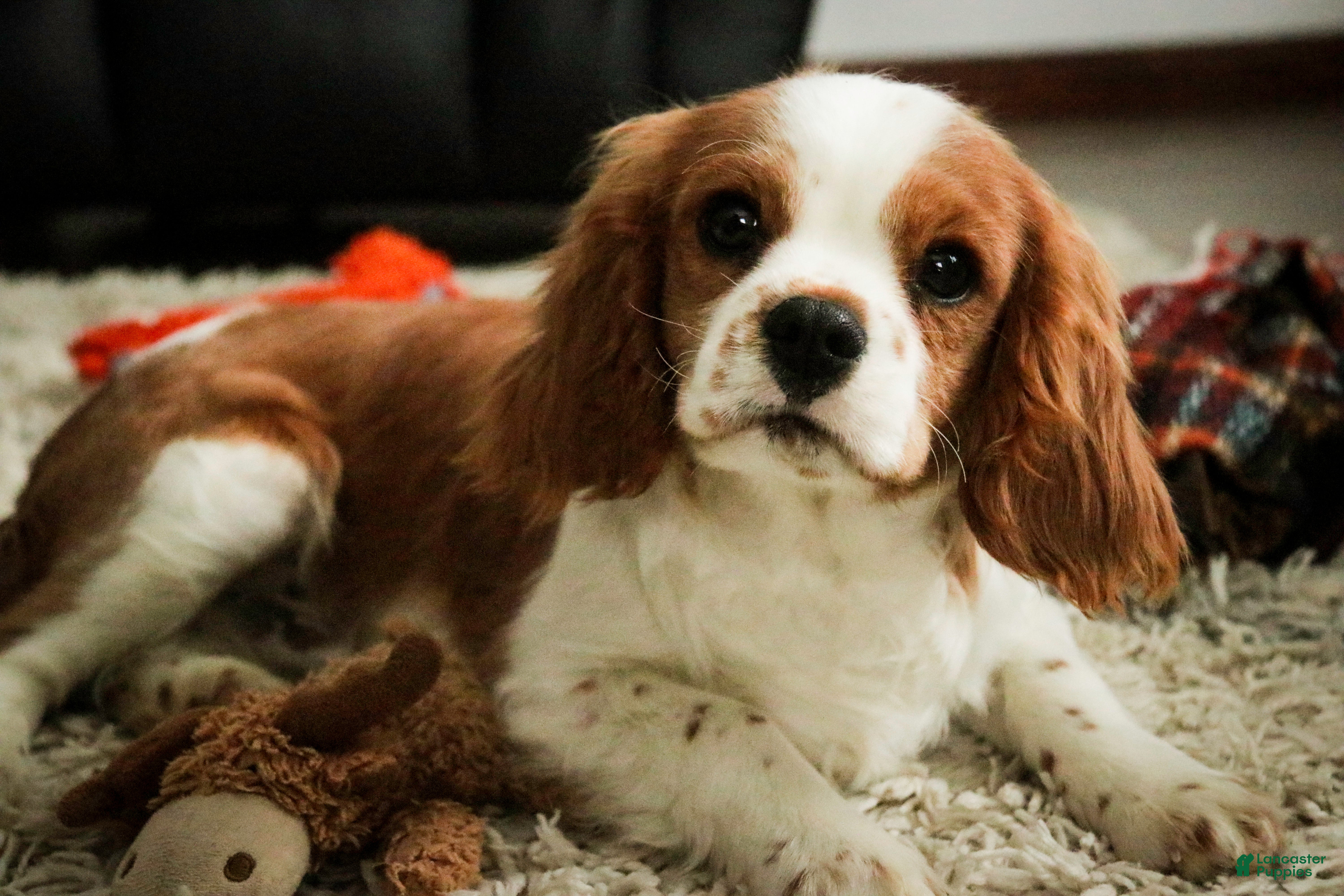 Cavalier King Charles Spaniel dogs Wade - Ad 16