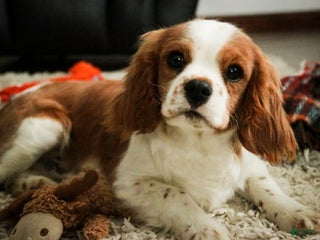 Cavalier King Charles Spaniel dogs Wade - Ad 16