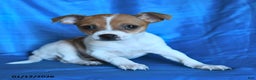 Chihuahua dogs for sale: Sheri  - Ad 3
