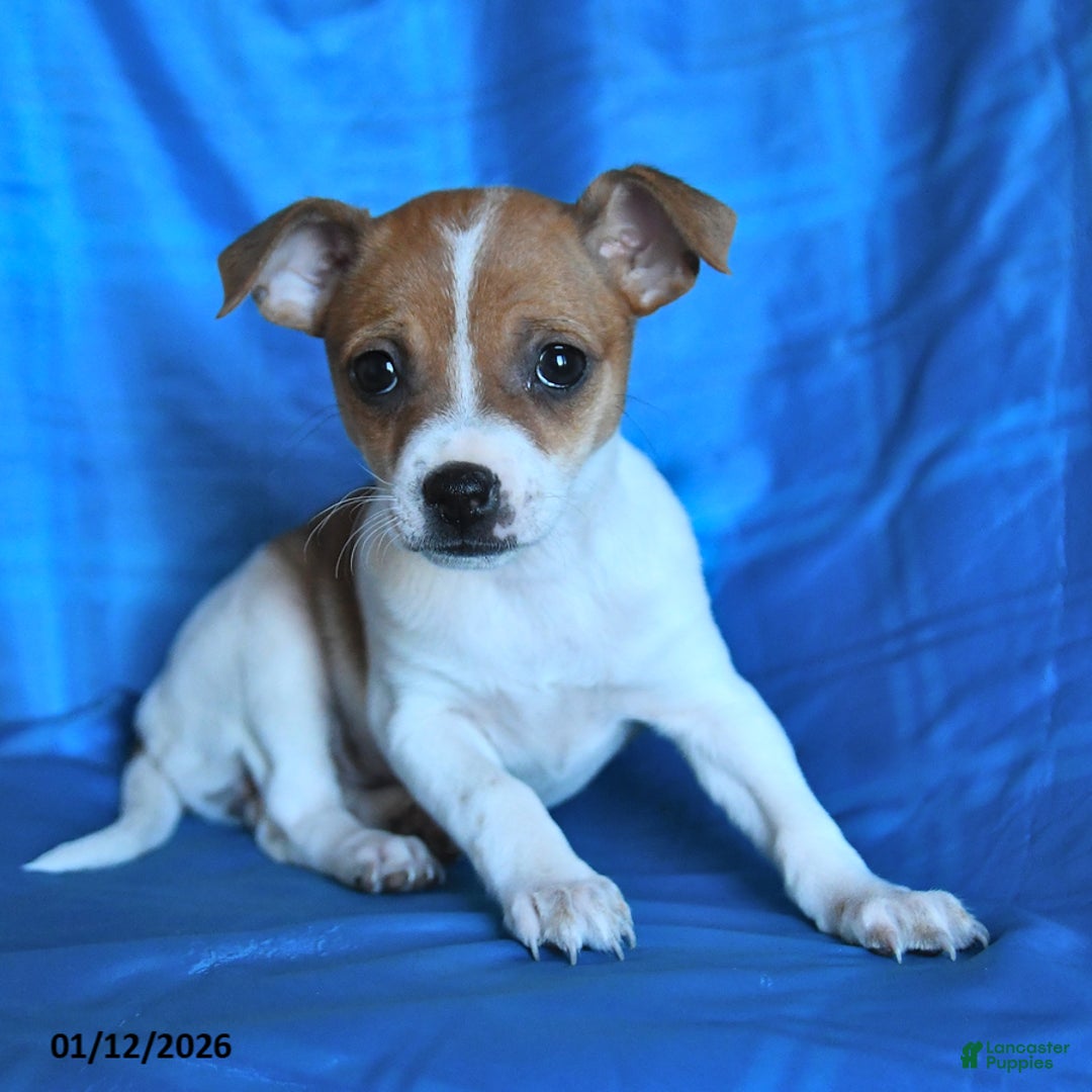 Chihuahua dogs for sale: Sheri  - Ad 3