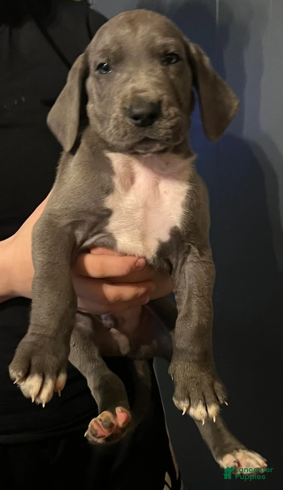 Great Dane dogs for sale: Great Dane Puppy 2 - Ad 2