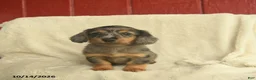 Dachshund dogs for sale: Larry  - Ad 3