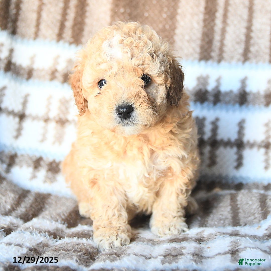 Miniature Poodle dogs for sale: Lexi  - Ad 3