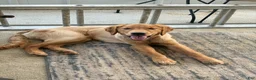 Golden Retriever dogs for sale: Prince - Ad 18