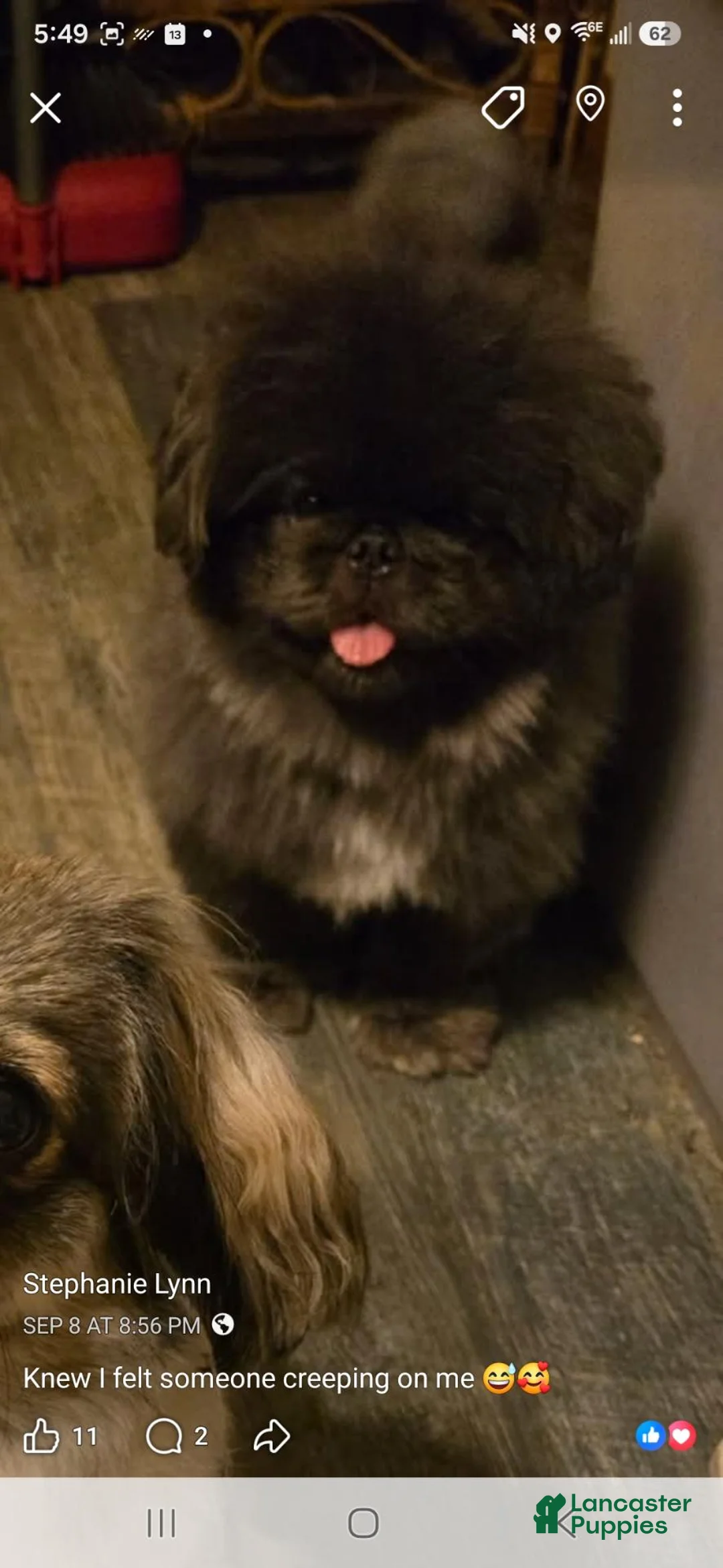 Pekingese dogs for sale: Daliah  - Ad 7