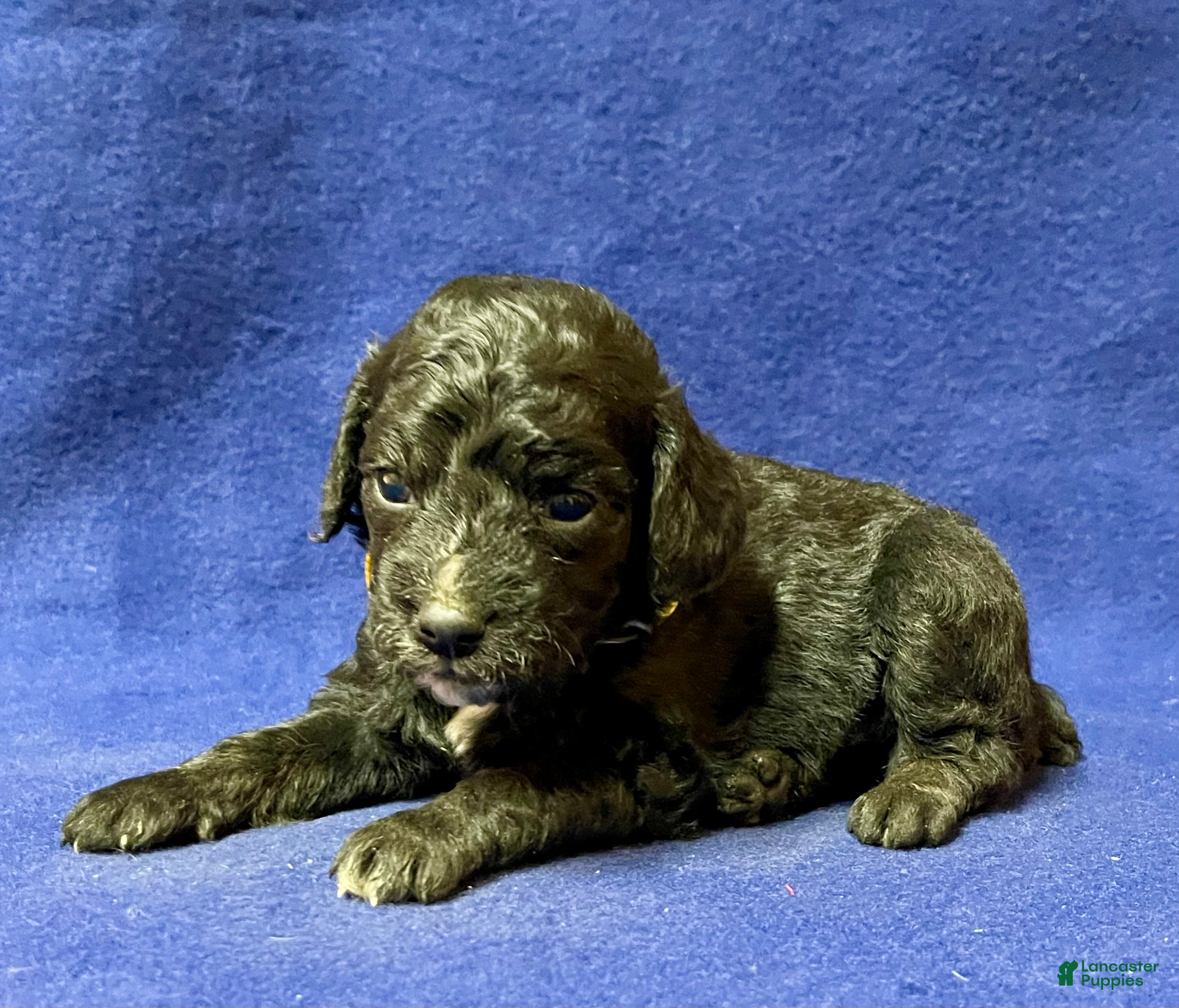 Cockapoo dogs Milo - Ad 1