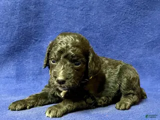 Cockapoo dogs for sale: Milo - Ad 1
