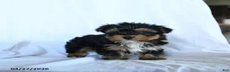 Yorkshire Terrier dogs for sale: Lake  - Ad 3