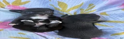 Chihuahua dogs for sale: Poppy  - Ad 9