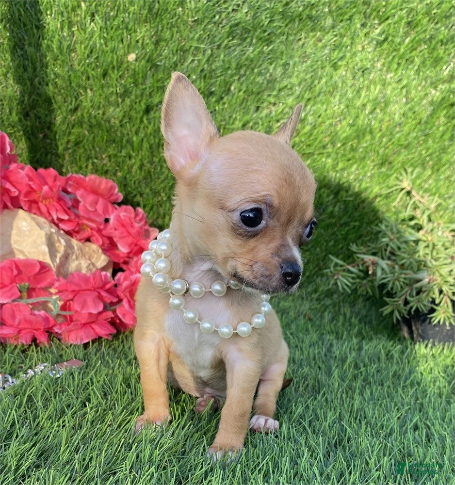 Chihuahua dogs Chihuahua Puppy 1 - Ad 19