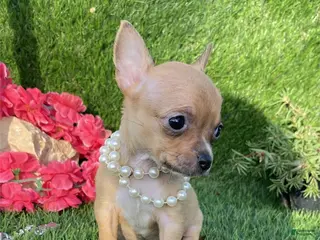 Chihuahua dogs Chihuahua Puppy 1 - Ad 19