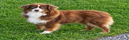 Miniature Australian Shepherd dogs for sale: Ian - Ad 11