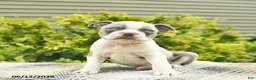 Boston Terrier dogs for sale: Biscuit  - Ad 2