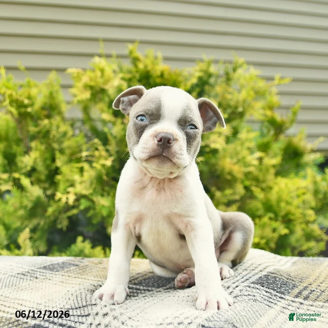 Boston Terrier dogs for sale: Biscuit  - Ad 2