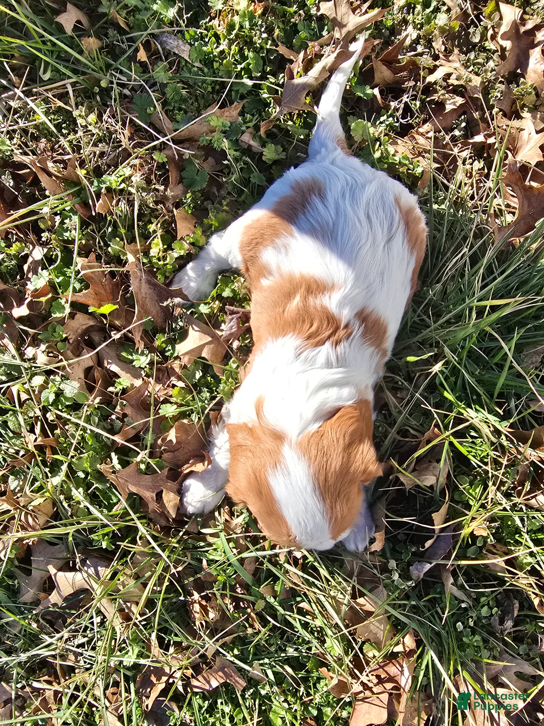 Cavalier King Charles Spaniel dogs for sale: Dillon - Ad 2
