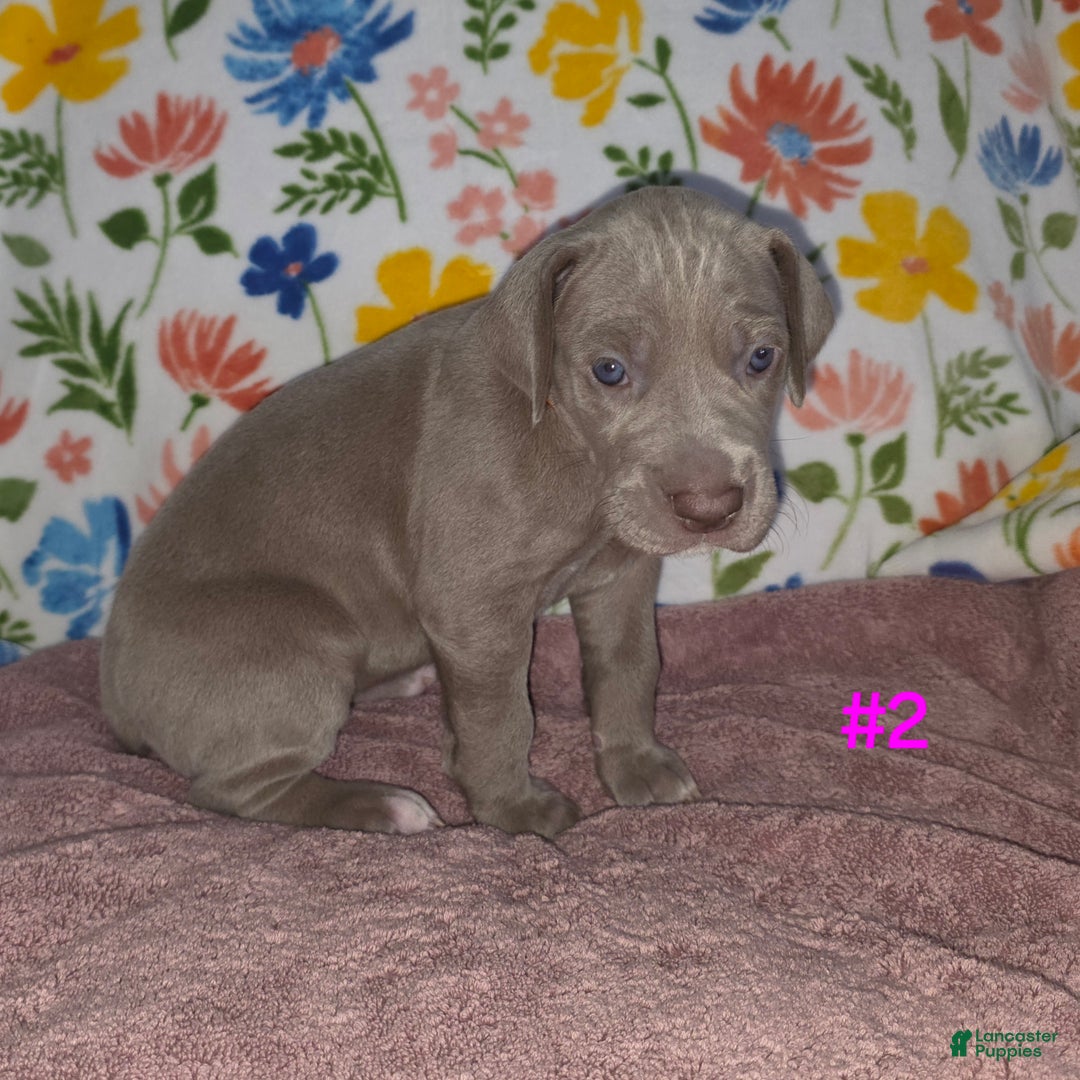 Great Dane dogs for sale: Great Dane Puppy 2 - Ad 5