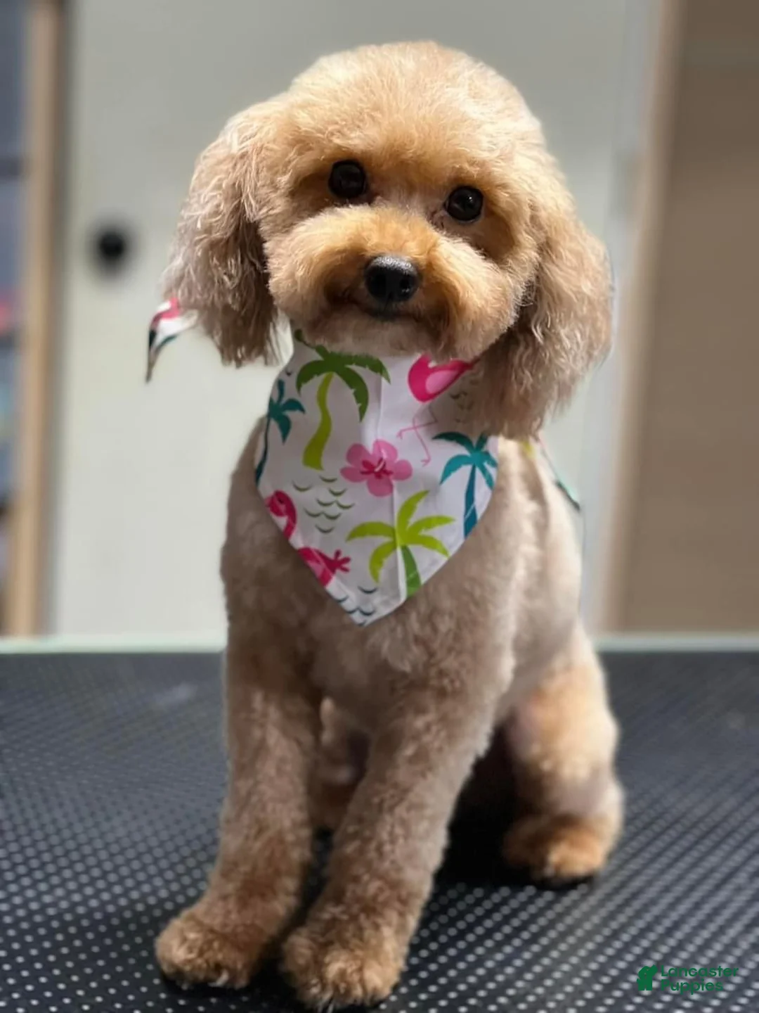 Toy Poodle dogs for sale: Toy Poodle 5 - Ad 2