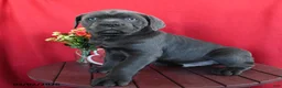 Cane Corso dogs for sale: Tommy - Ad 2