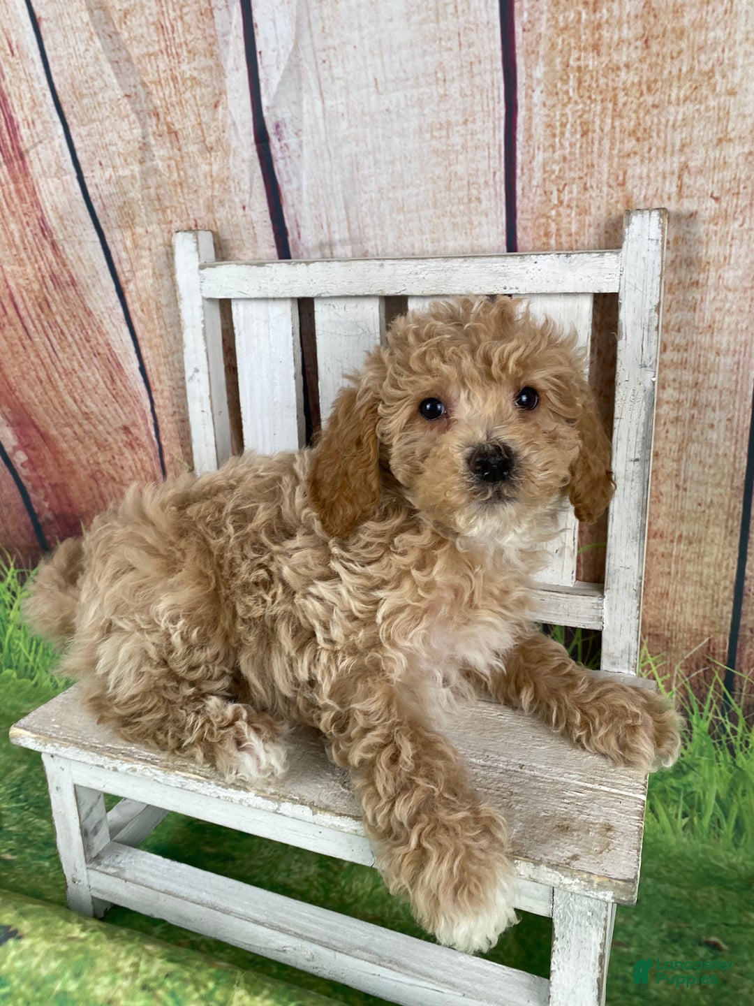 Miniature Poodle dogs for sale: Teddy - Ad 15