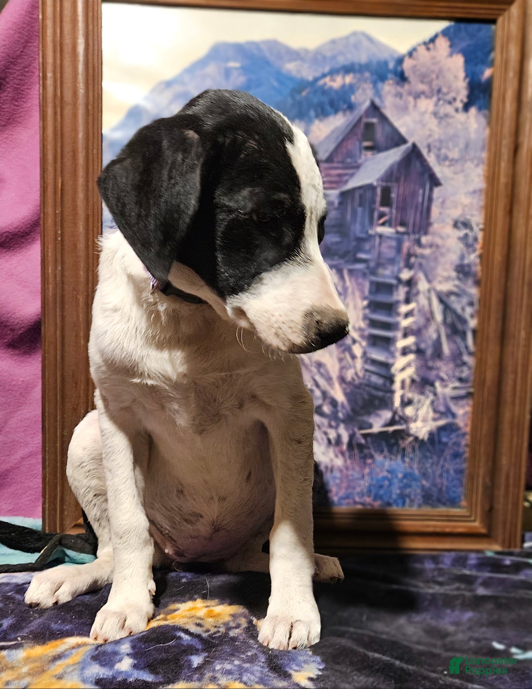 Border Collie dogs for sale: Dolly - Ad 9