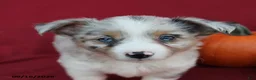 Mixed Breed dogs for sale: Artie - Ad 3