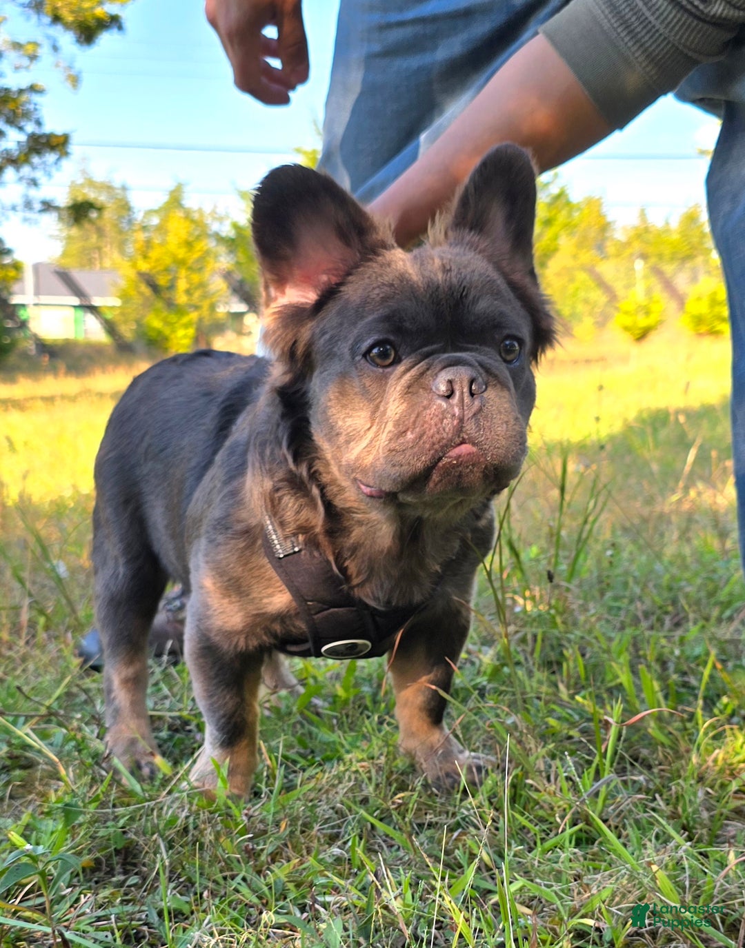 French Bulldog dogs for sale: Tyson - Ad 5