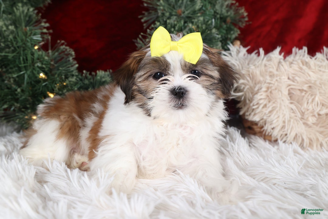 Shih Tzu dogs for sale: Norrie - Ad 23