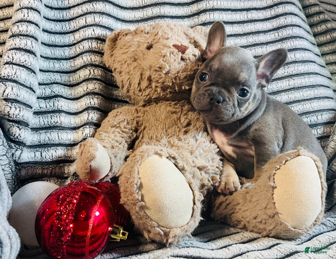 French Bulldog dogs for sale: Stella - Ad 10