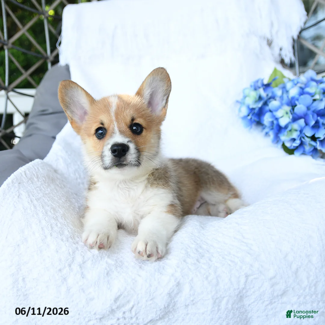 Welsh Corgi Pembroke dogs for sale: Kooper - Ad 1