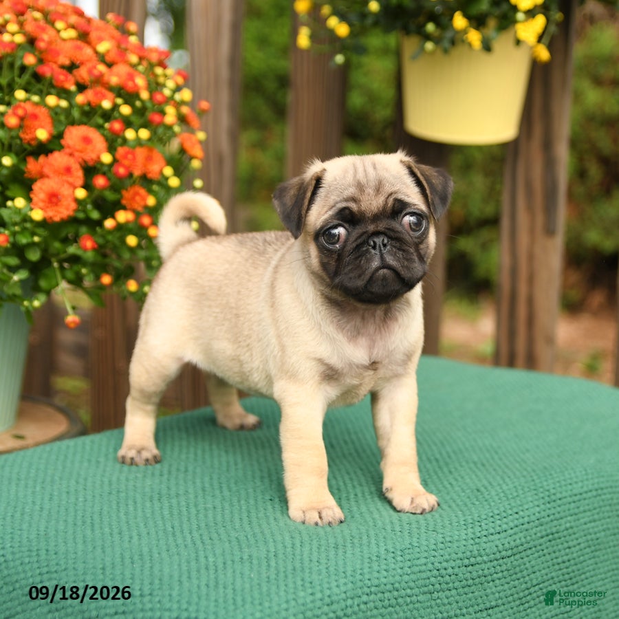 Pug dogs for sale: Lily - Ad 4