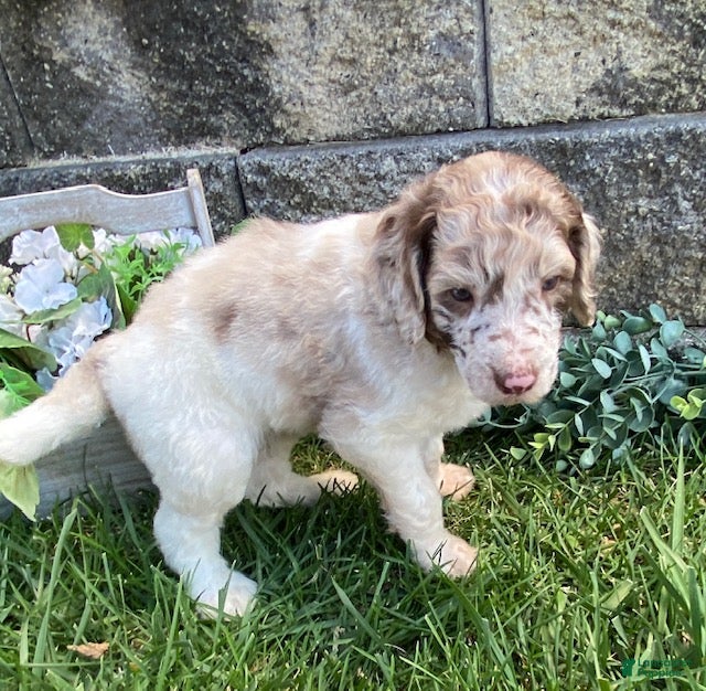 Standard Poodle dogs Toby- genetic clear - Ad 2
