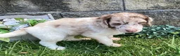 Standard Poodle dogs for sale: Toby- genetic clear - Ad 2