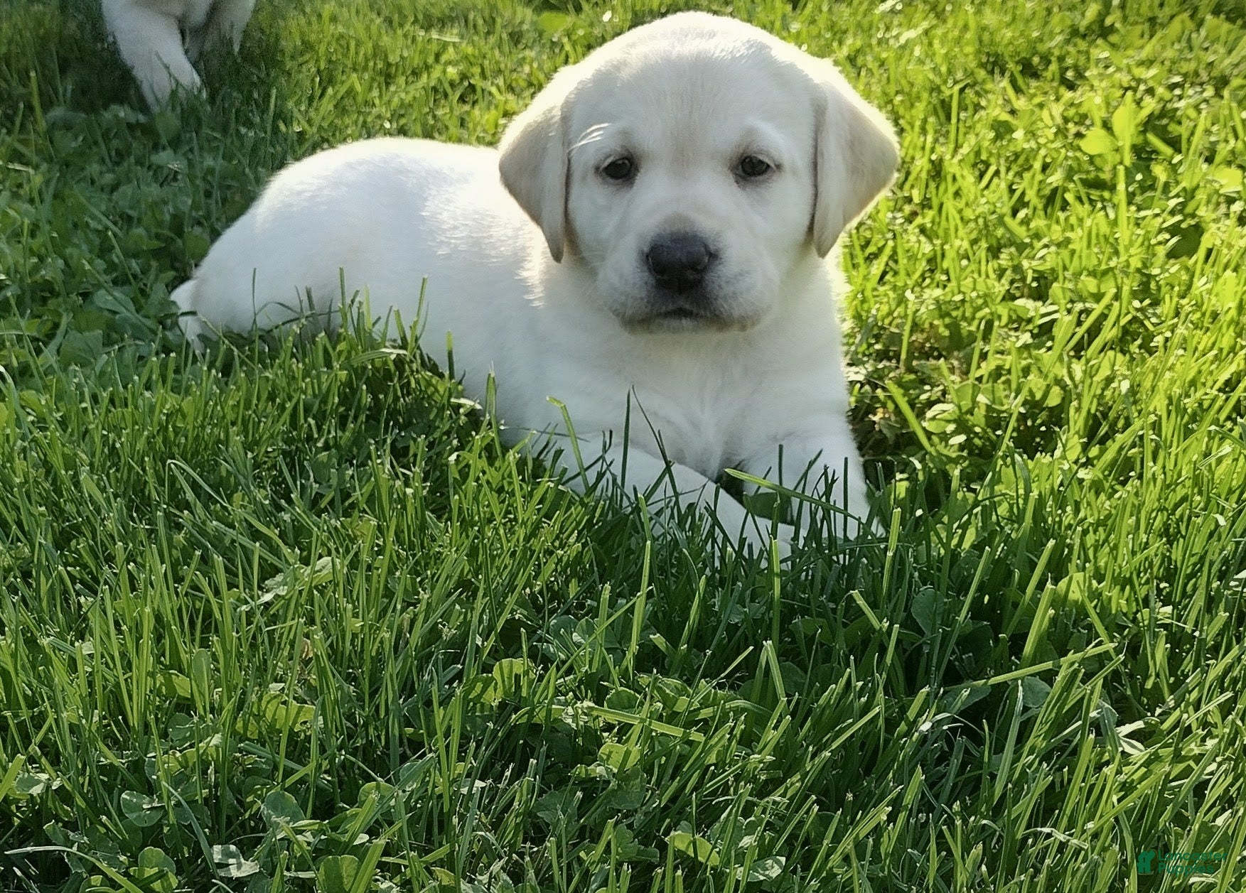 Labrador Retriever dogs Riley  - Ad 2