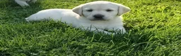Labrador Retriever dogs for sale: Riley  - Ad 2