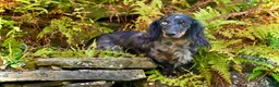 Miniature Dachshund dogs for sale: Snuggle - Ad 5