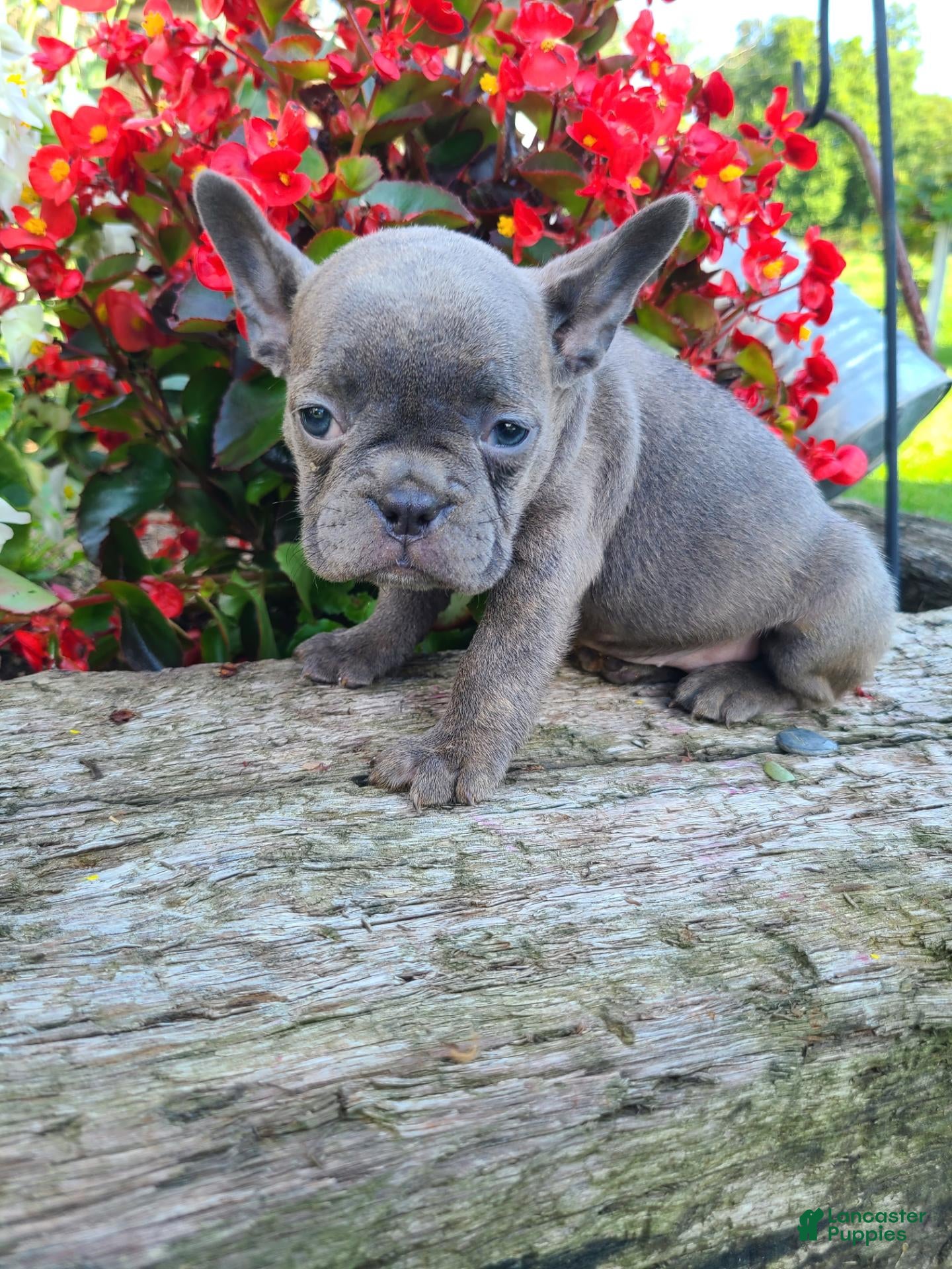 Frenchton dogs Macy - Ad 2