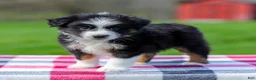 Miniature Australian Shepherd dogs for sale: Drake - Ad 4